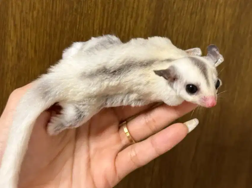 Sugar glider platinum