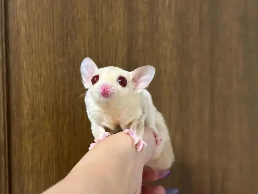 Sugar glider creamino