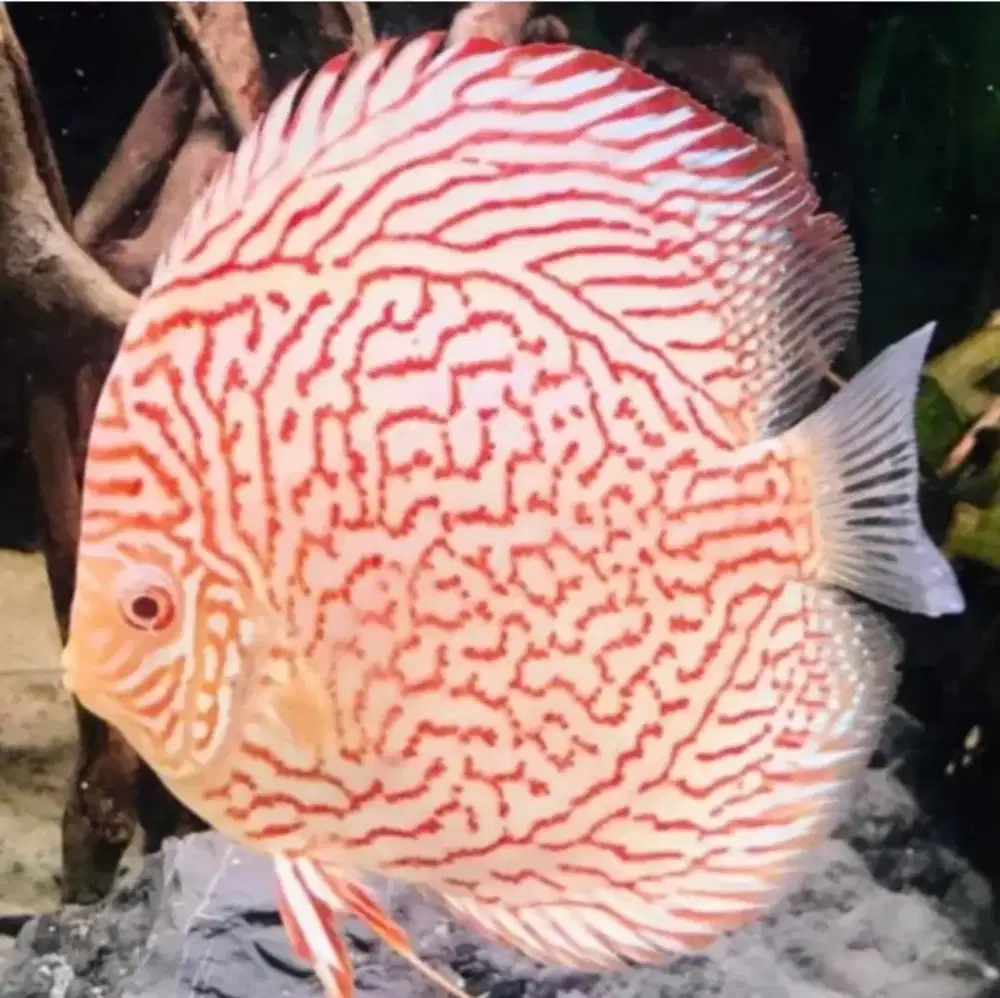 Ikan Discus Leopard