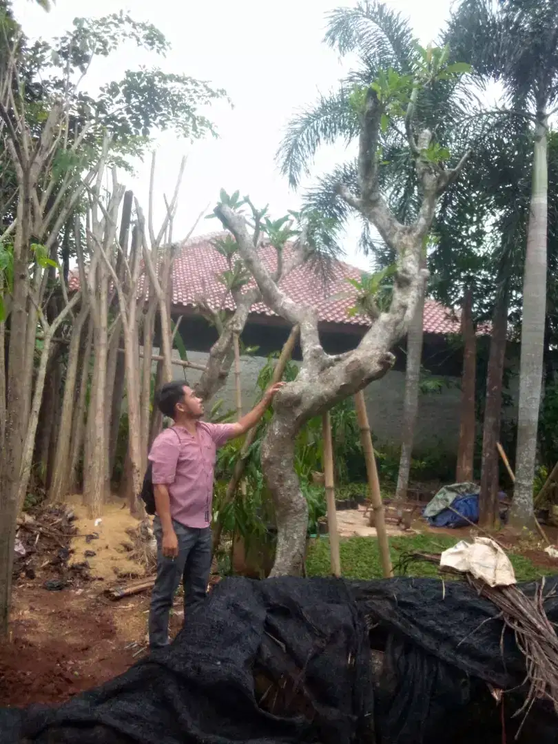 Pohon Kamboja fosil tinggi 3-4 meter batang karakter