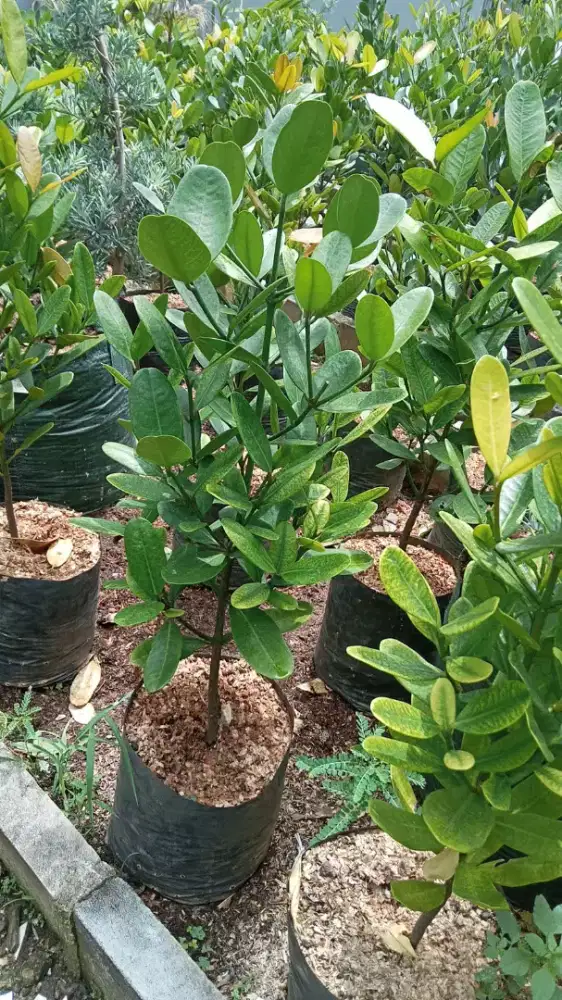 Pohon garcenia tinggi 1 meter siap kirim dan tanam