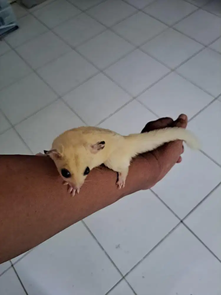 Tpm best sale sugar glider