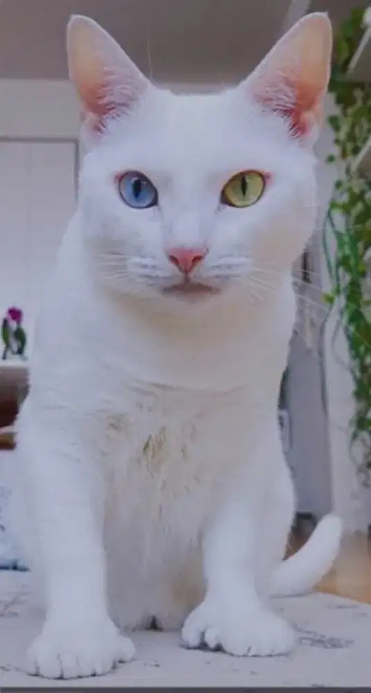 JUAL MURAH KUCING ODD EYE PUTIH