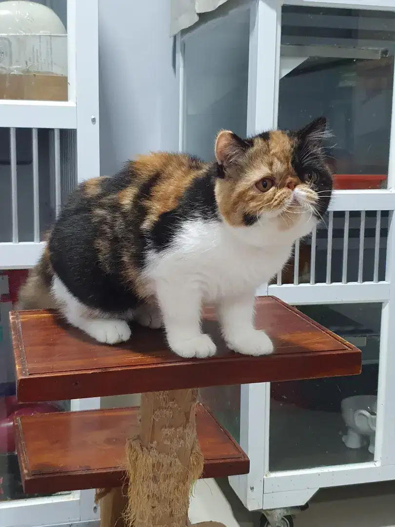 Exotic Shorthair non-ped