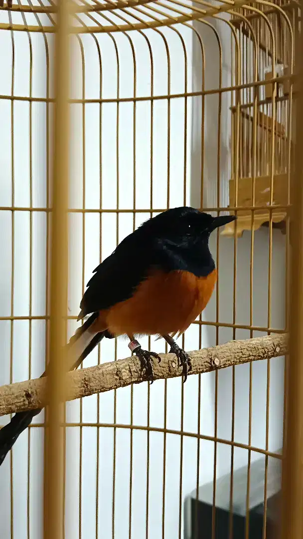 Burung murai super gacor tidak takut orang sudah jinak