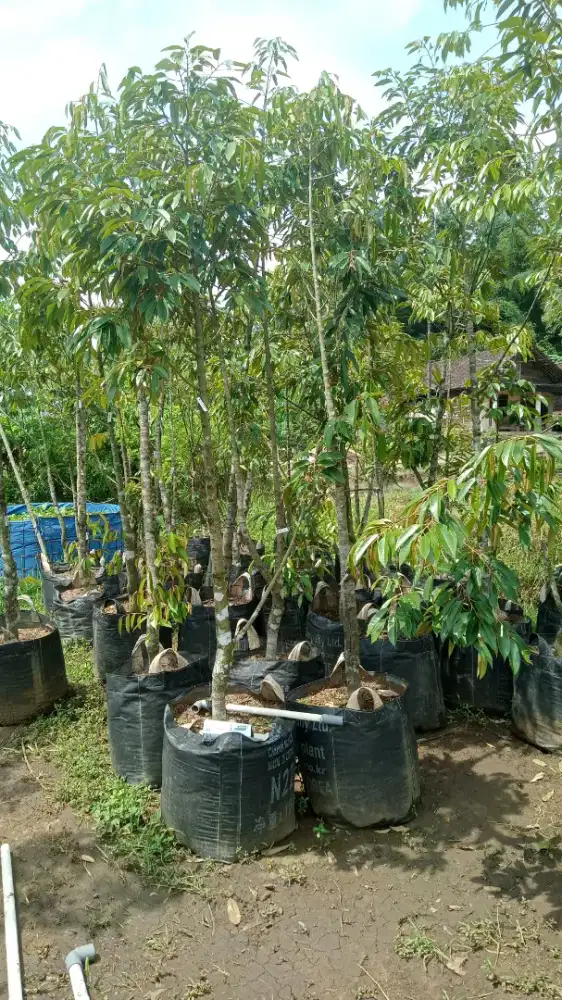 Durian bawor, musangking,duri hitam