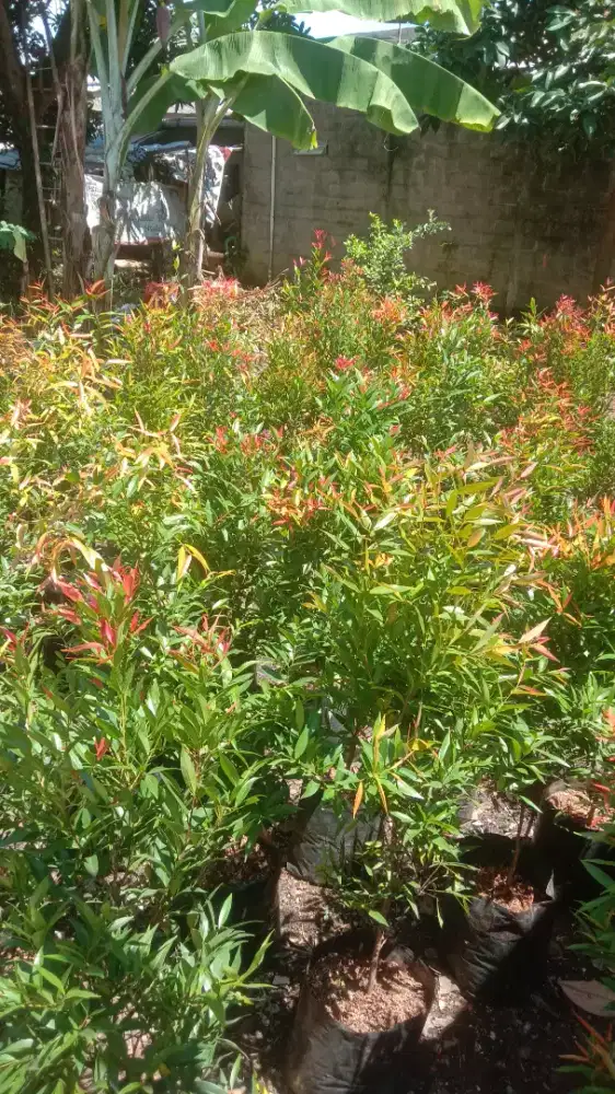 Paket pucuk merah 100 pohon tinggi 1 meter