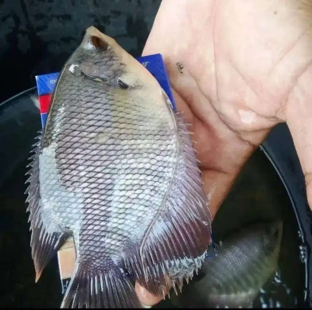 Bibit Gurame 3 Jari Min Order 150 Ekor