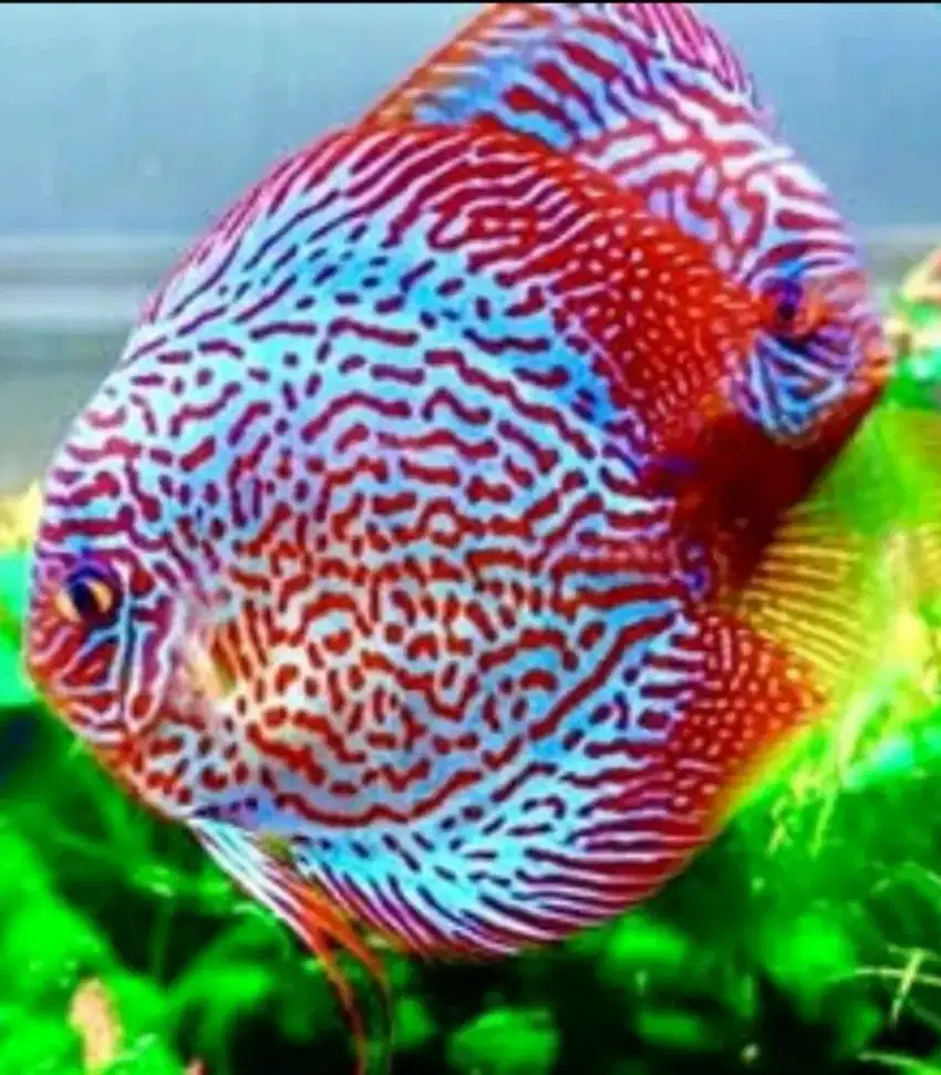 Discus King Pipper