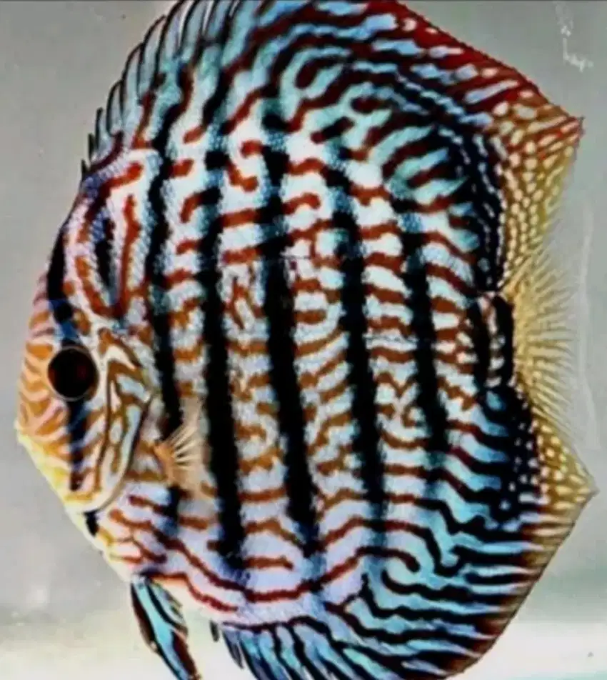 Discus Hackel Tiger