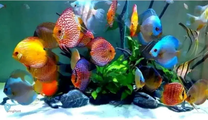 Ikan Discus paket 12 jenis