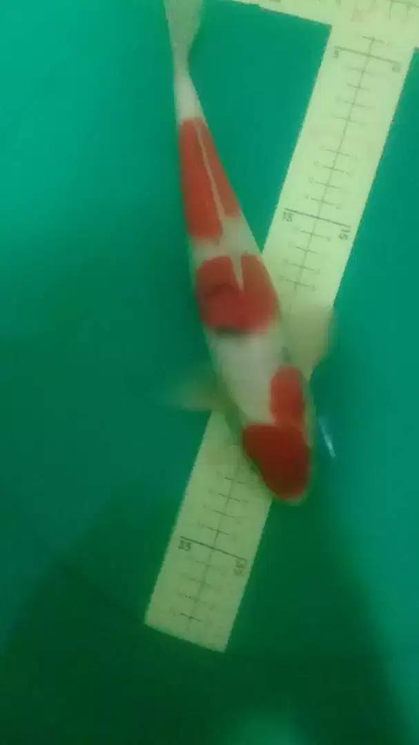 Ikan koi Sanke Maruten 34cm