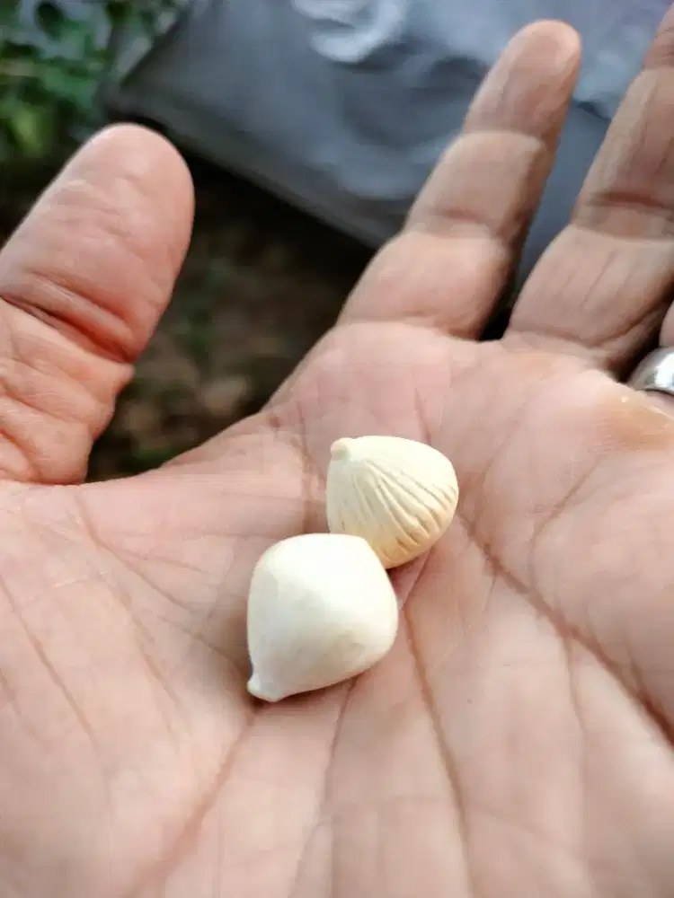 Batu Kentos Kelapa
