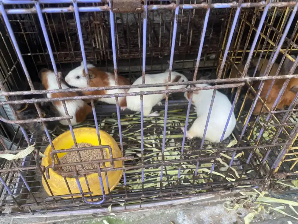 marmut hias marmut hias