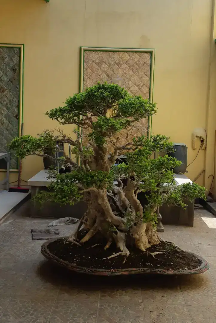 Bonsai Kimeng Besar Jumbo Gede