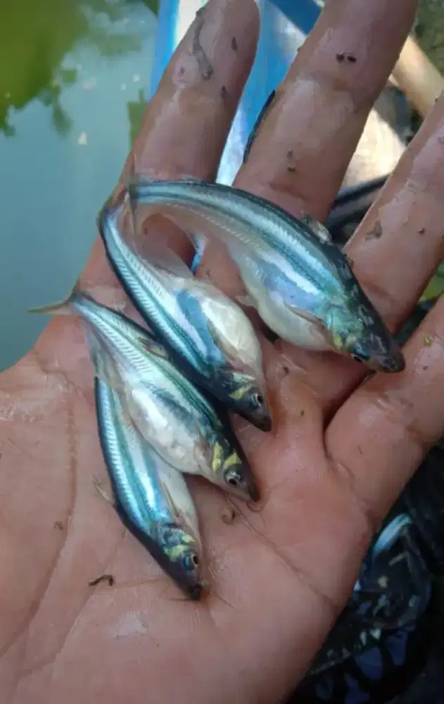 Jual bibit ikan patin ikan redy yg minat WA ajah