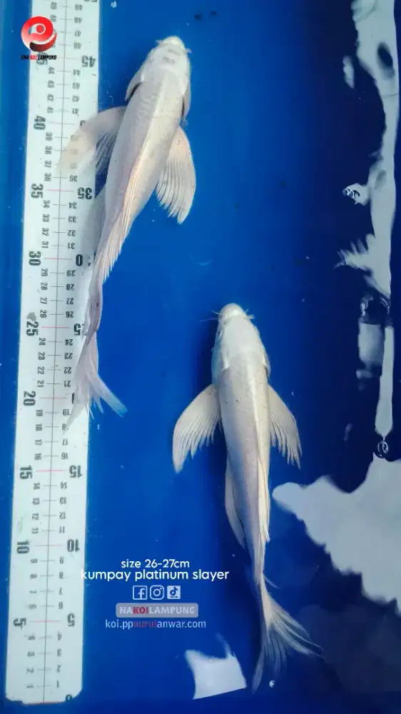Ikan Koi Kumpay Platinum Slayer