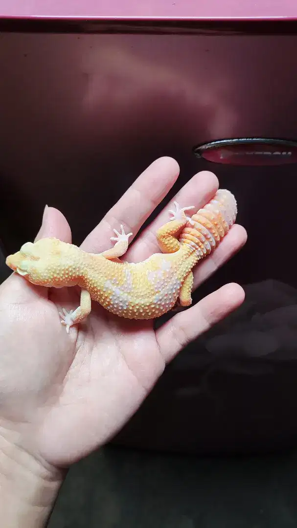 *Tremper Eclipse* | Leopard Gecko