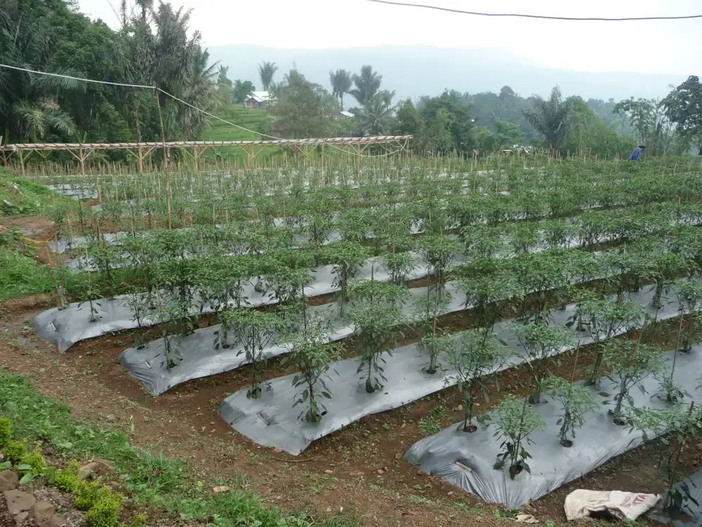 Jual kebun subur Cipanas
