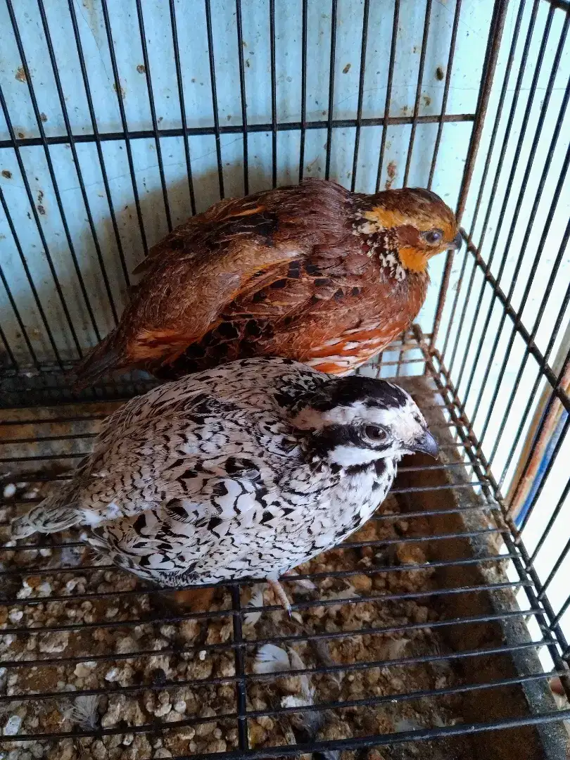 Puyuh Sepasang Bobwhite Snowflake Burung Hias