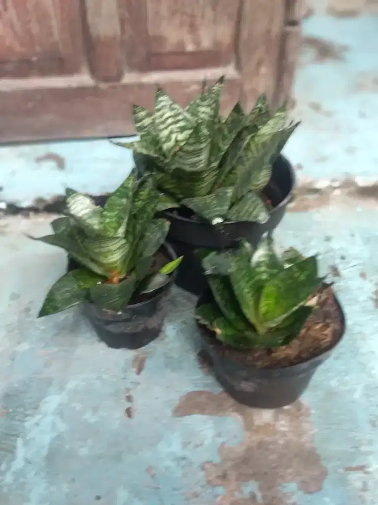 Tanaman Sansivera mini
