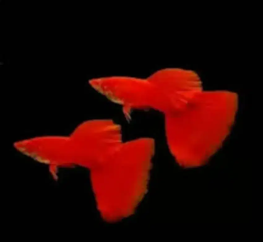 Guppy Albino Full Red