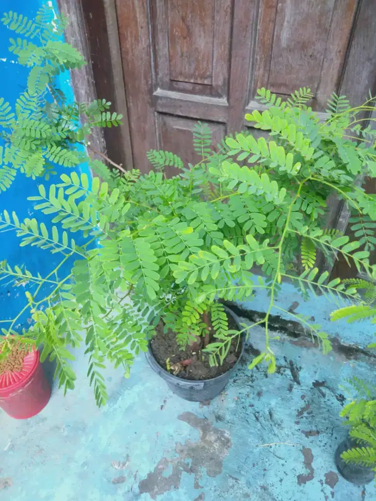 Tanaman daun sinom