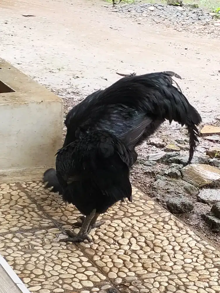 Ayam Cemani Alami
