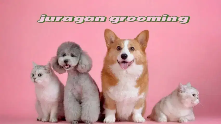 JURAGAN PET GROOMING DOG&CAT PANGGILAN TANGERANG_JAKARTA