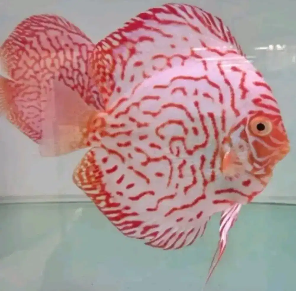 Ikan Discus pigeon white