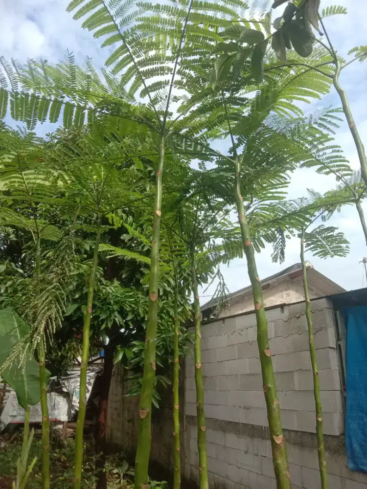 Paket 10 pohon pakis brazil tinggi 3 meter