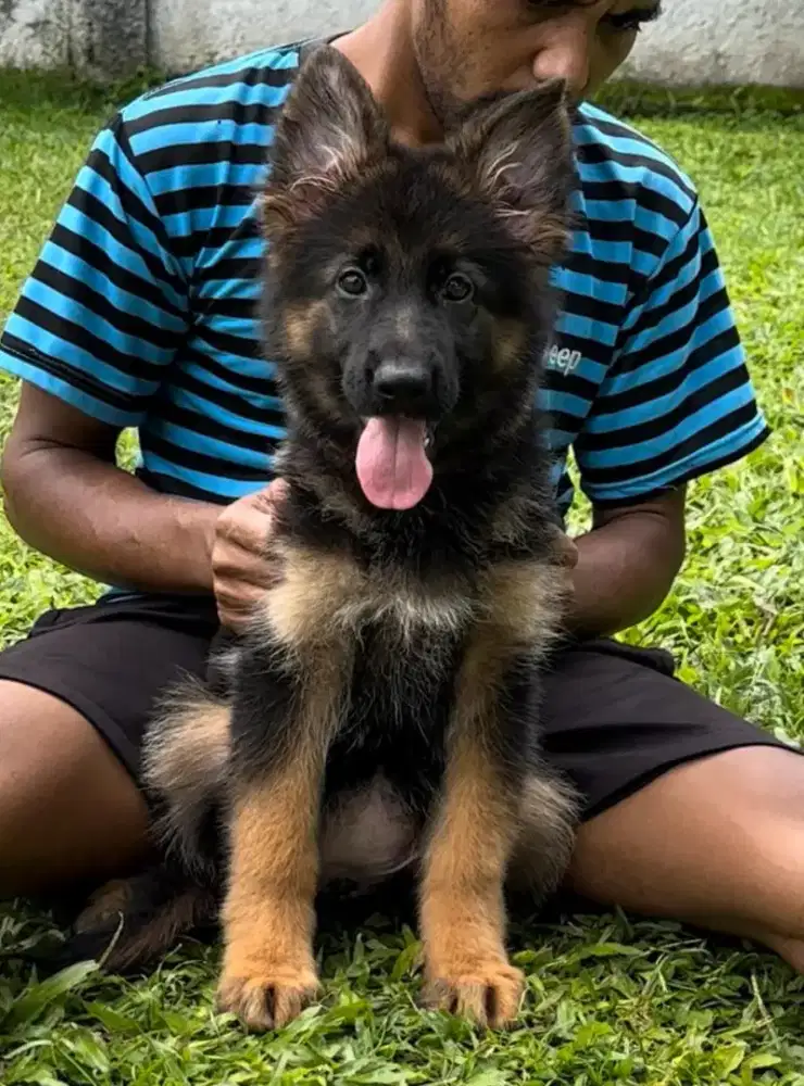 Jual 2024 german shepherd