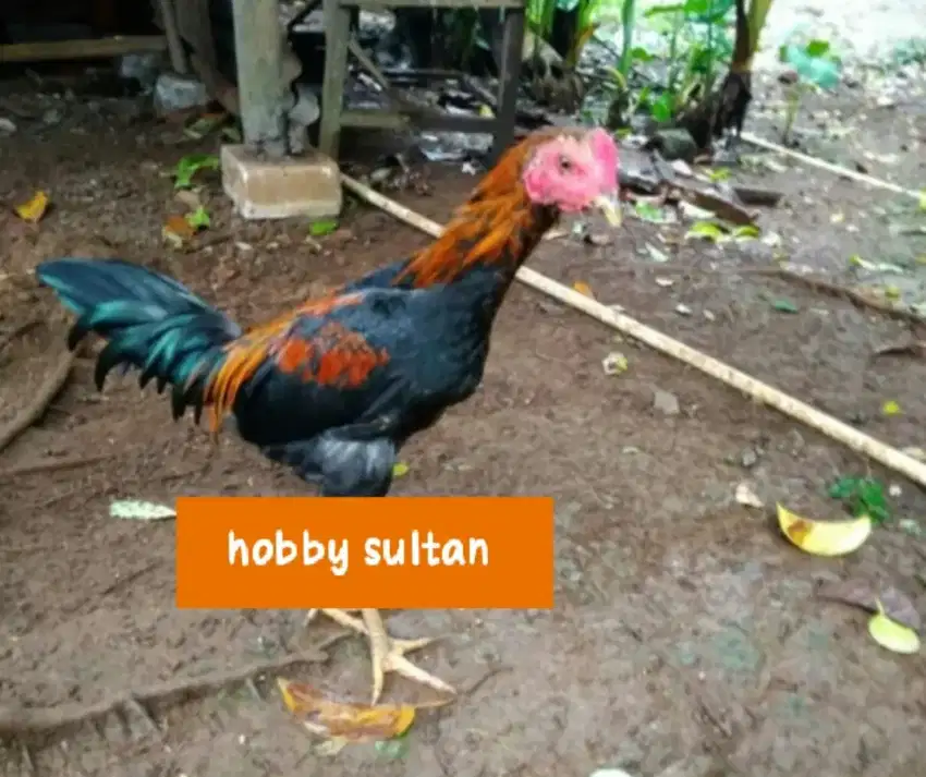 Ayam jago kampung remaja asli