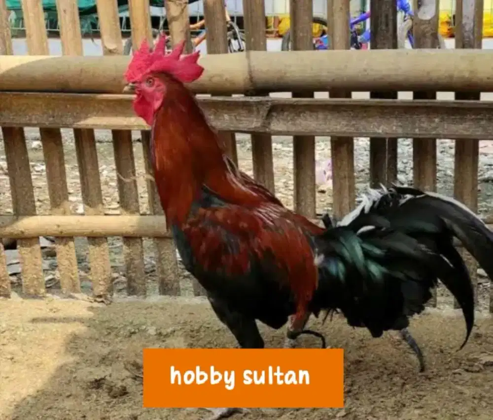 Ayam jago kampung body big dewasa siap santap