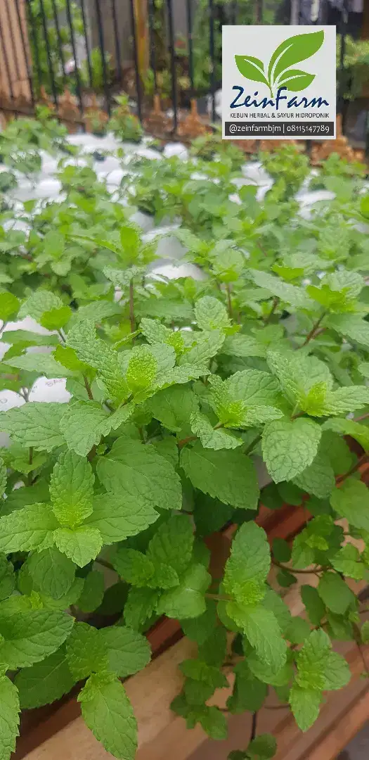 Daun Mint herbal kesehatan