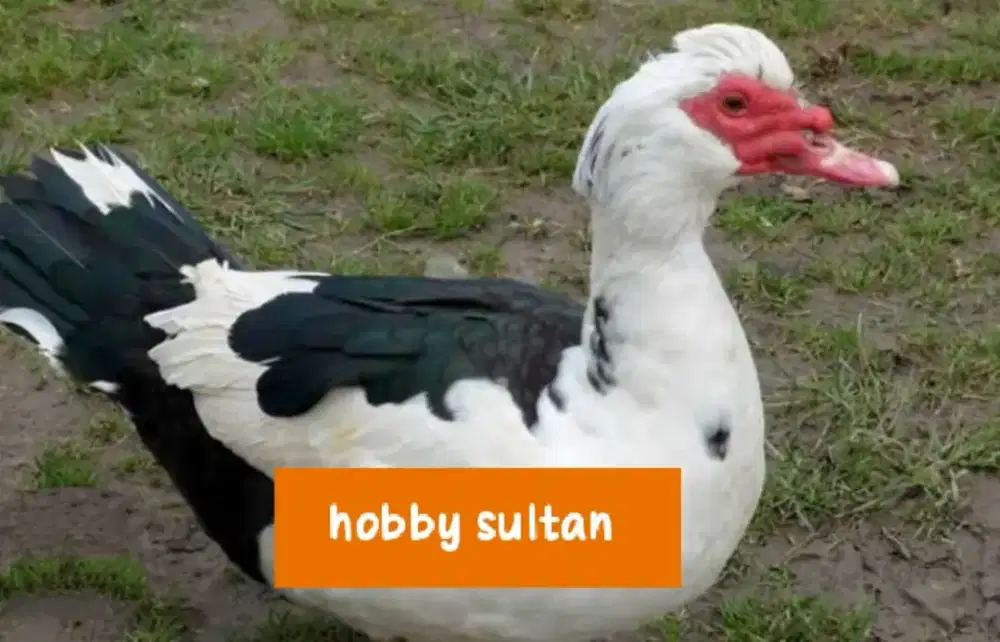 Bebek entok mentok entog jantan dan betina body big