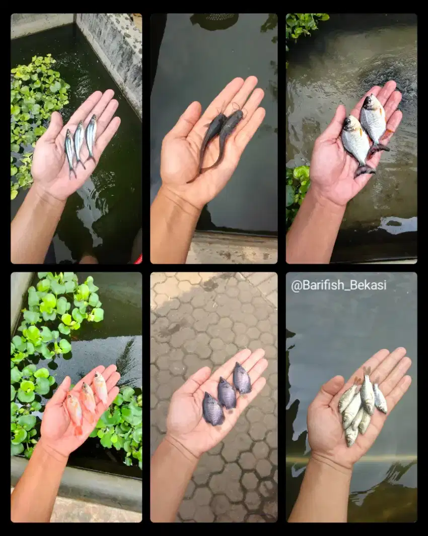 BIBIT/BENIH IKAN AIR TAWAR