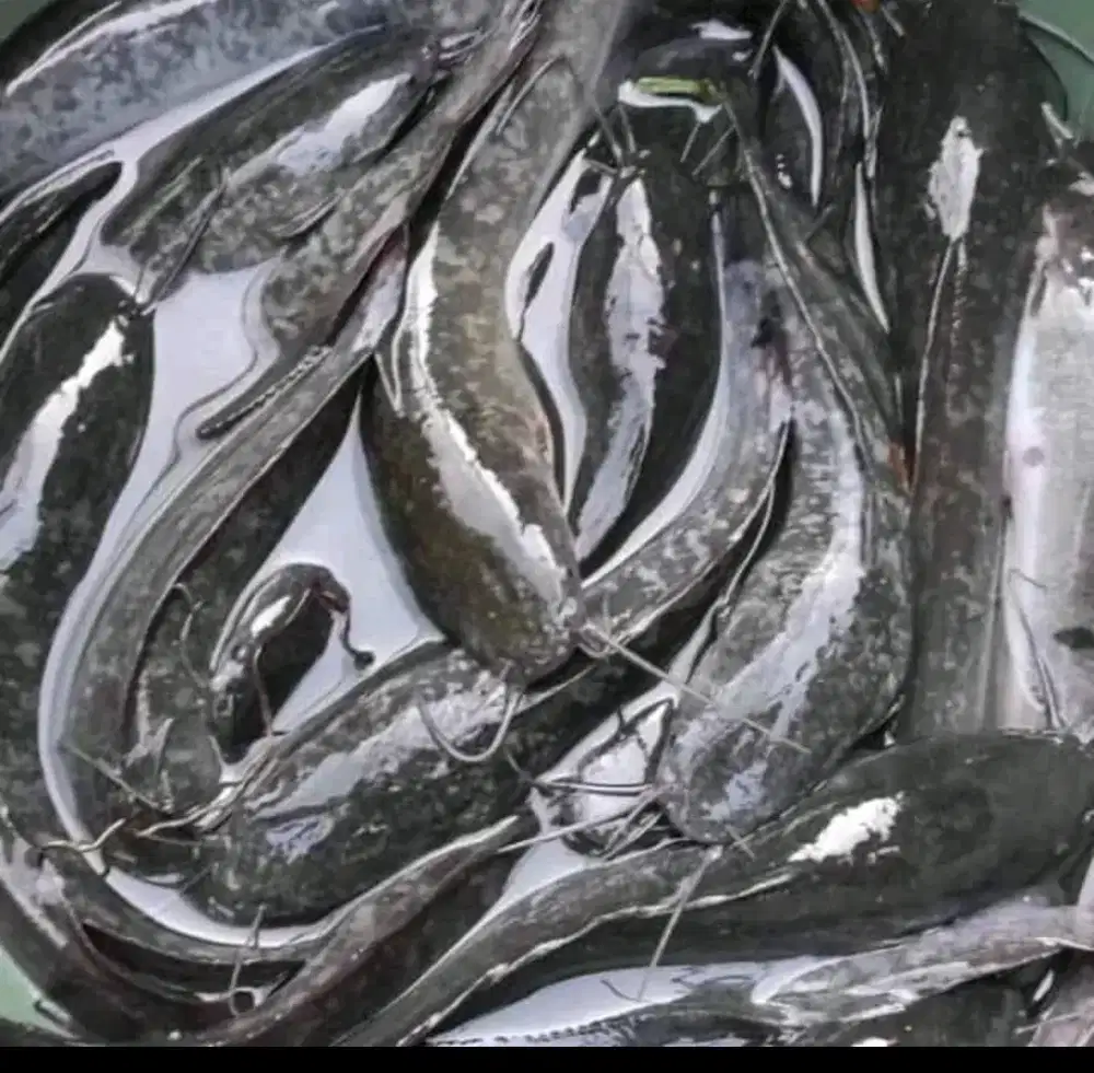 Lele konsumsi segar hidup