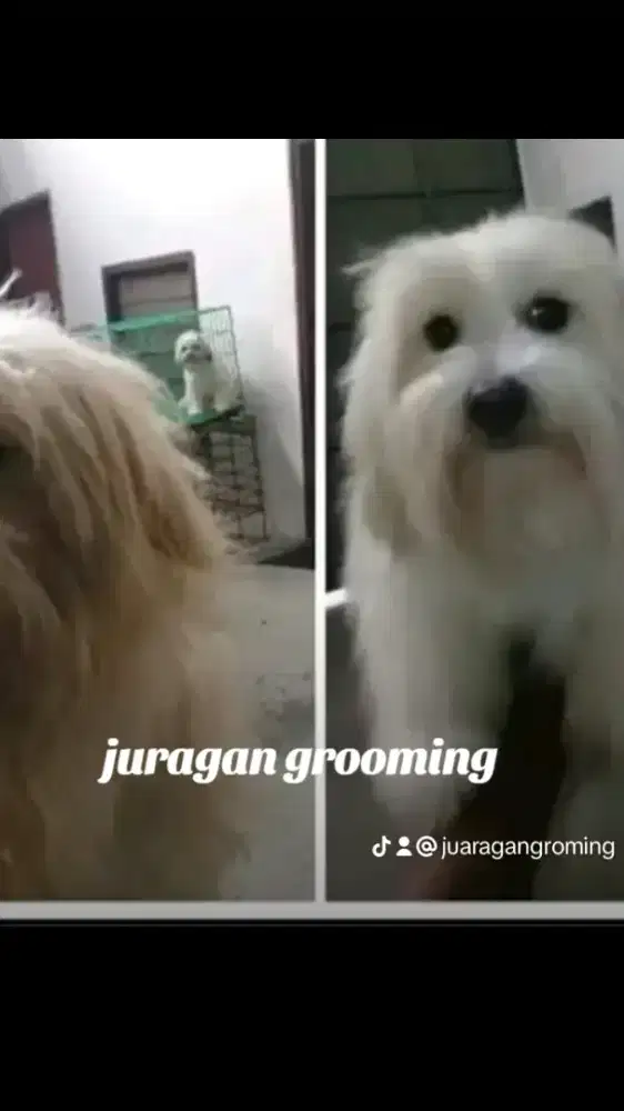 Jasa grooming panggilan