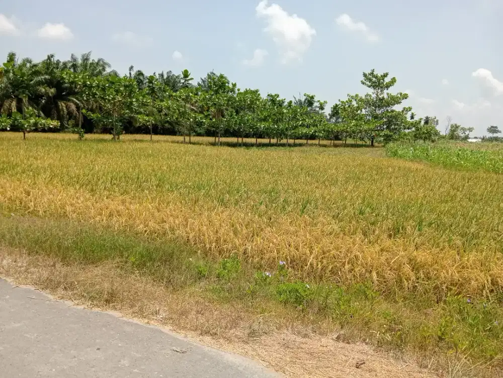 Dijual Tanah Sawah Produktif Tanah