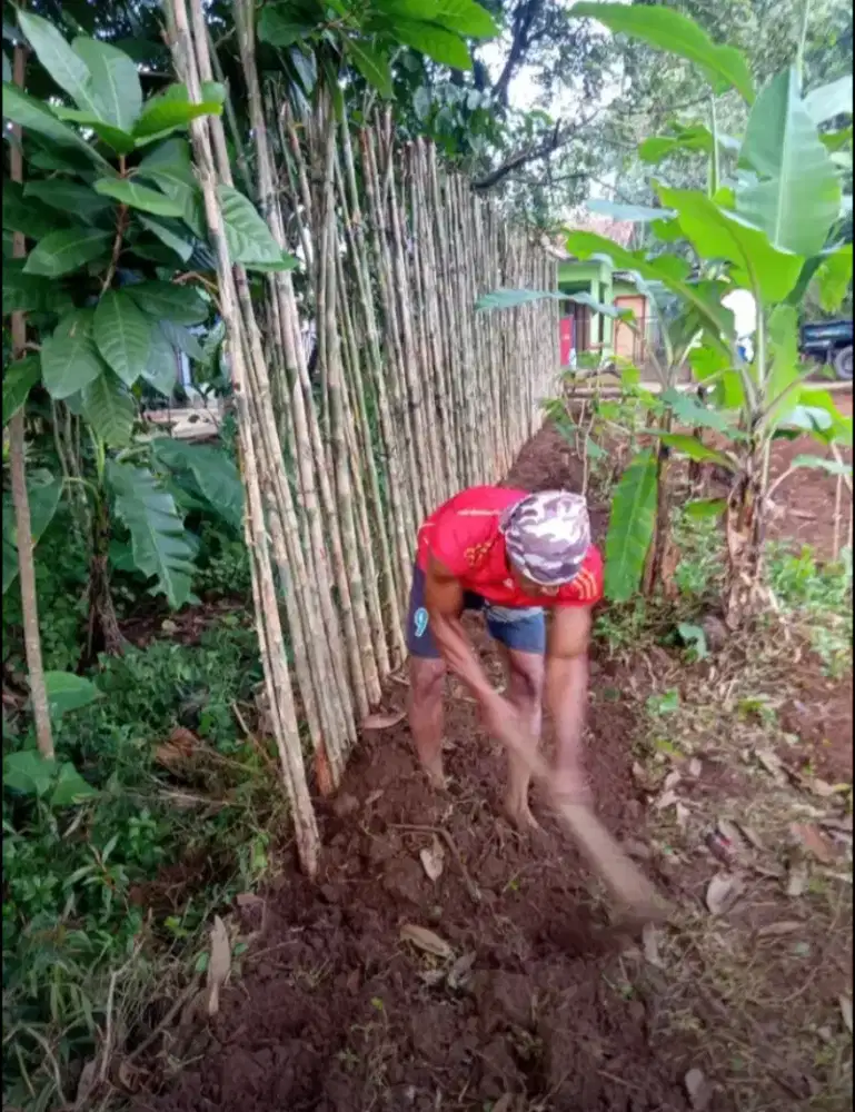 Bambu jepang pagar