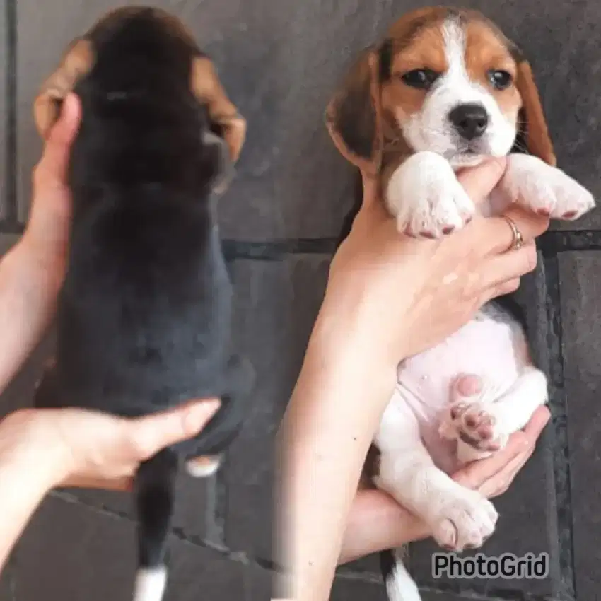 Anak anjing Beagle 3color Cakep Murah