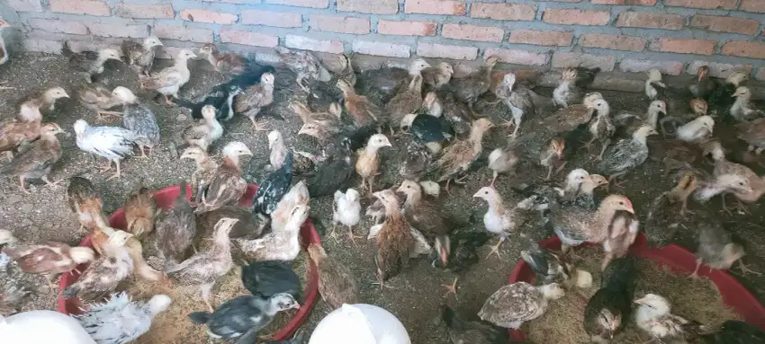 Anak ayam kampung unggulan usia 1 BLN