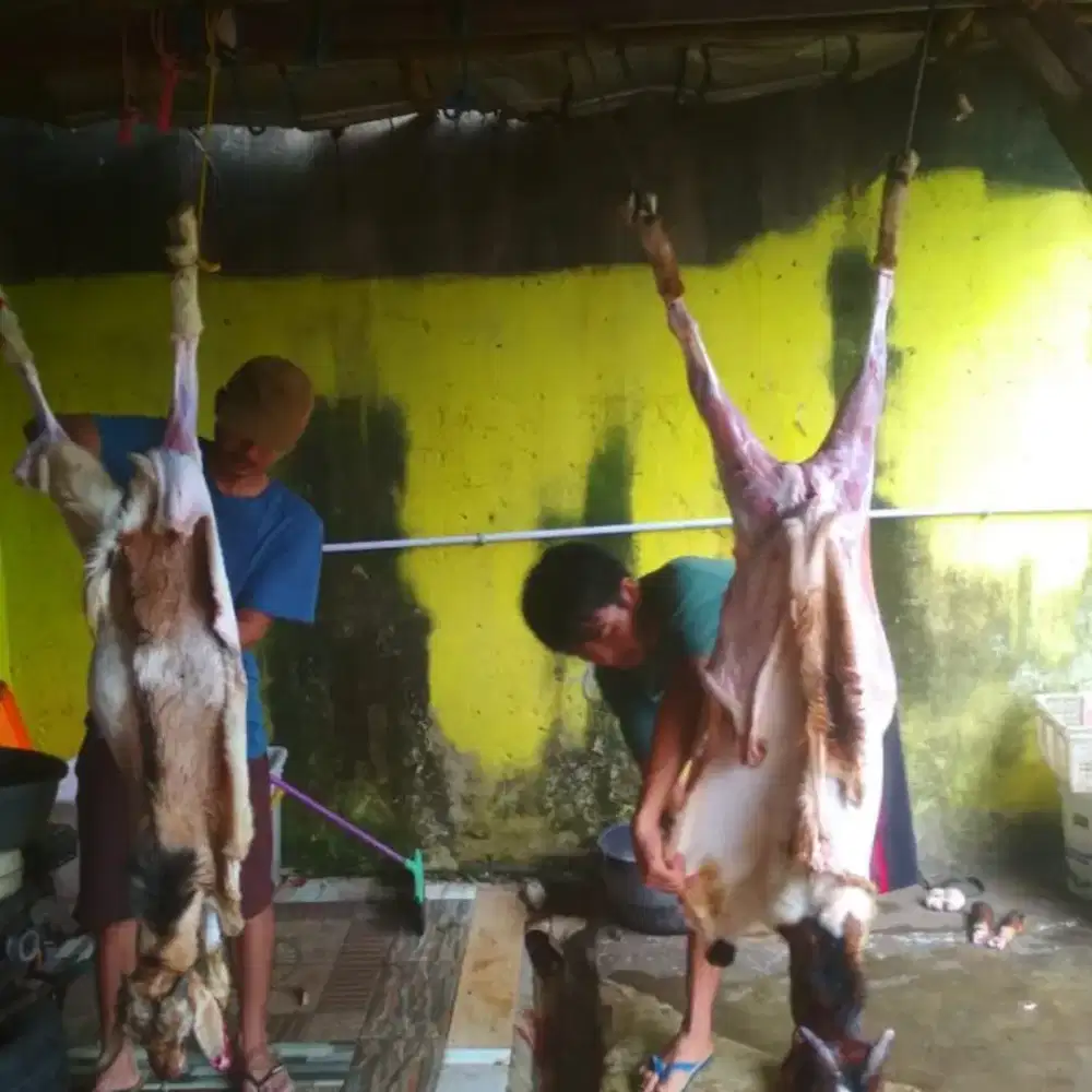 Kambing Aqiqah dan Qurban 2025