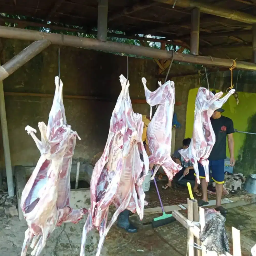 AQIQAH DAN QURBAN TERBAIK 2025