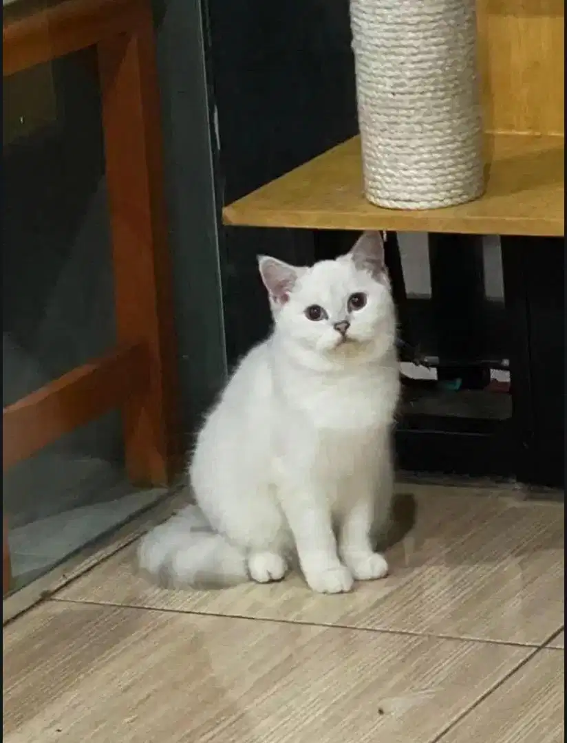 Kucing British Shorthair female