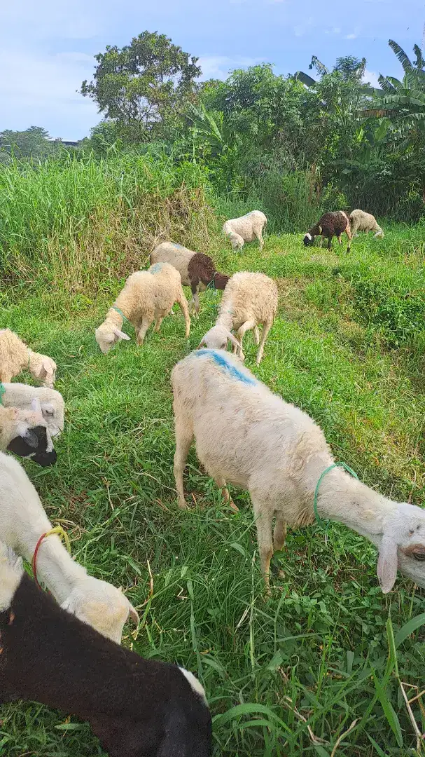 Paket kambing aqiqah mentahan