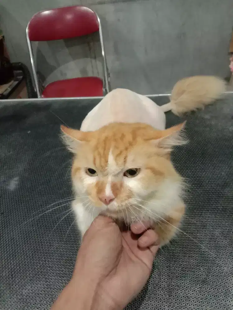 Terima Jasa Grooming House Call
 Dog Walkers & Kennel Boy.