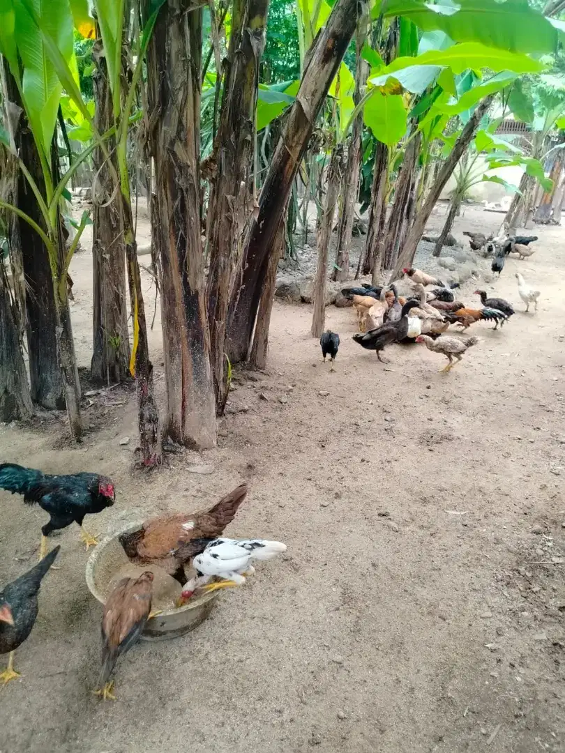 Ayam Kampung / Pitik Jowo Enerjik dan Lincah