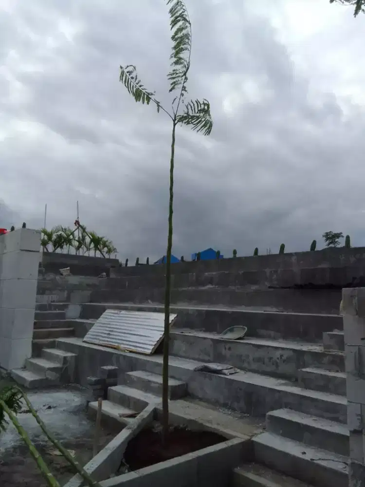Stok ready - jual pohon pakis brazil tinggi 4m